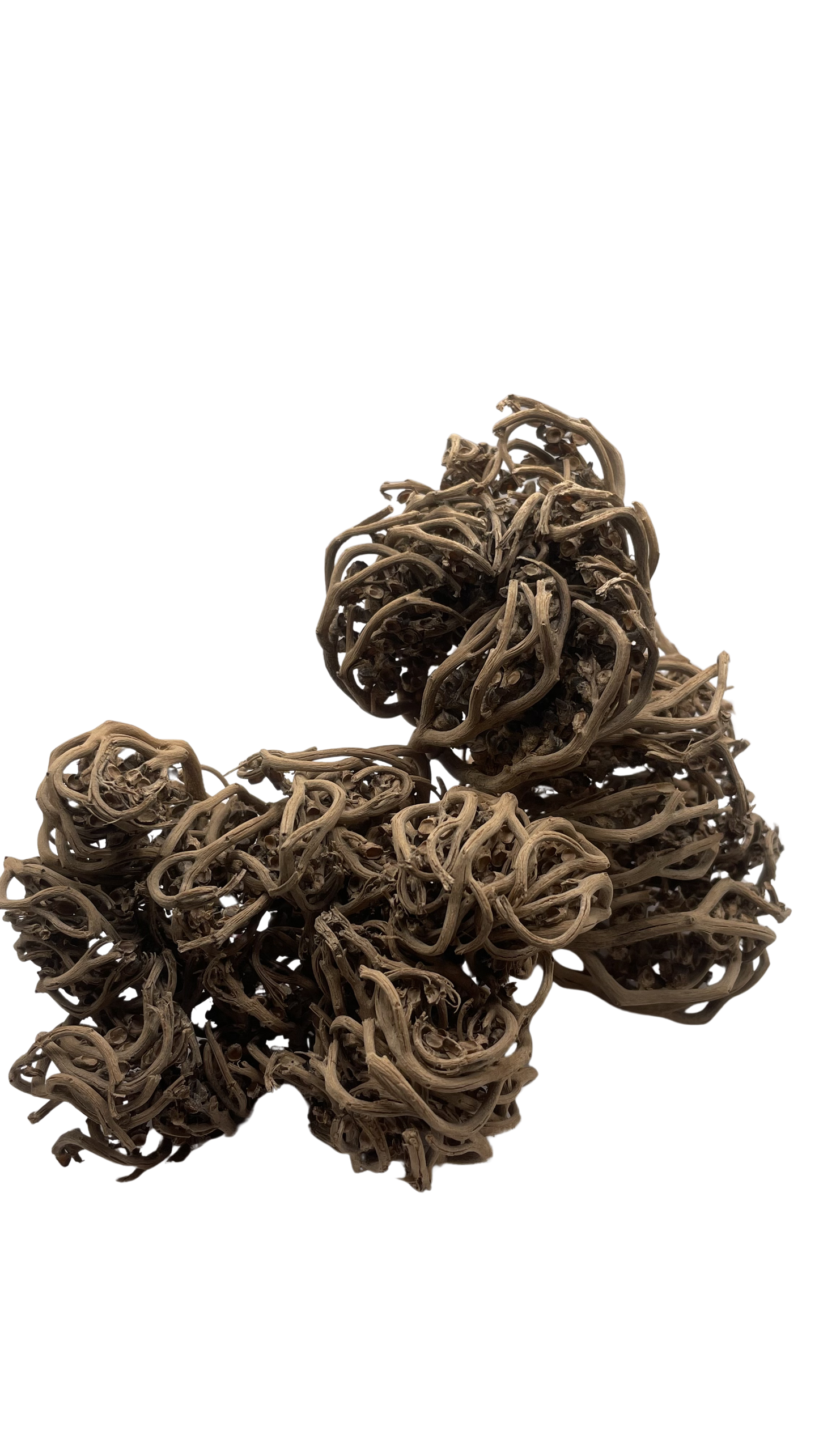 Chajarat Meriem - Rose de Jericho (2 pièces)