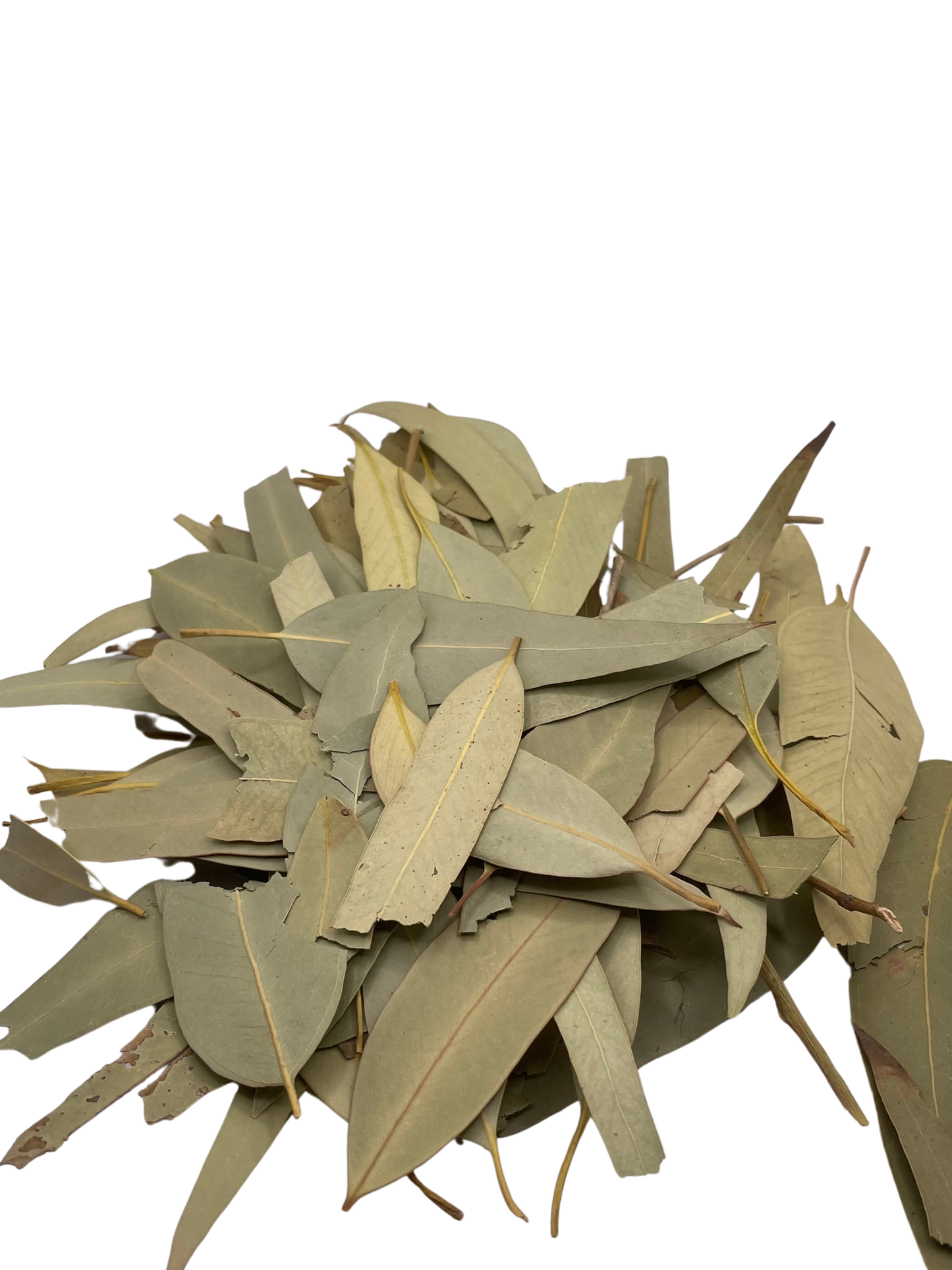 Feuille d'Eucalyptus
