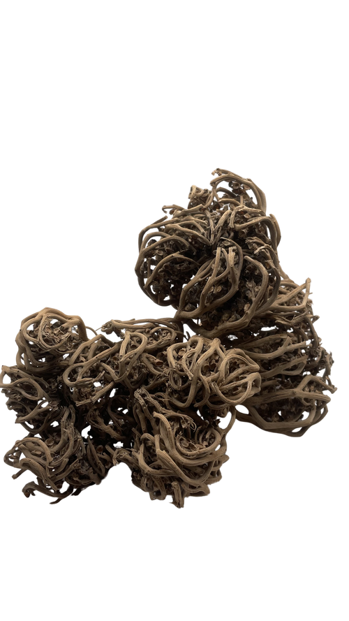 Chajarat Meriem - Rose de Jericho (2 pièces)
