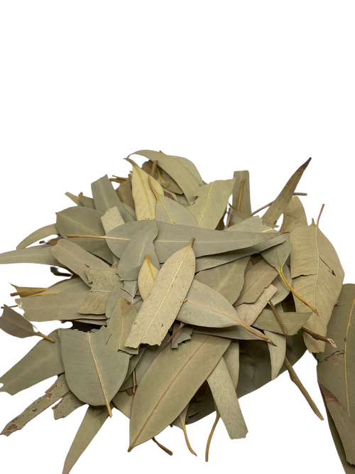 Feuille d'Eucalyptus